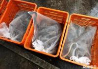 一夜偷1000斤蛇500枚蛇蛋4人落網 綜合判研分析鎖定抓獲疑犯