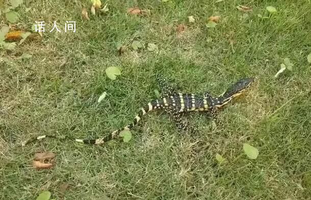 唾液含劇毒的五爪金龍現(xiàn)身云南 圓鼻巨蜥是幾級保護動物