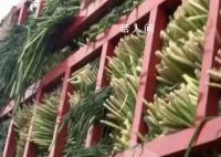 運輸無根小蔥被收費?司機回應