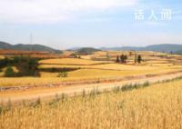 從“增”“減”中看夏收 2023年夏糧生產基礎較好