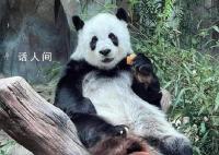 旅泰大熊貓“林惠”死因公布 因動脈粥樣硬化伴栓塞導致多器官功能衰竭死亡