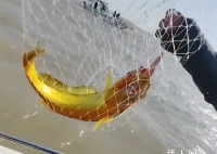 游客釣上野生大黃魚 市場價過萬