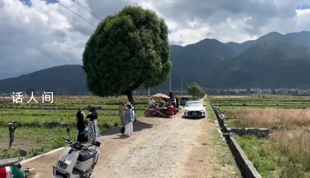 大理回應棒棒糖樹被嘲“買家秀” 引起了廣泛關注