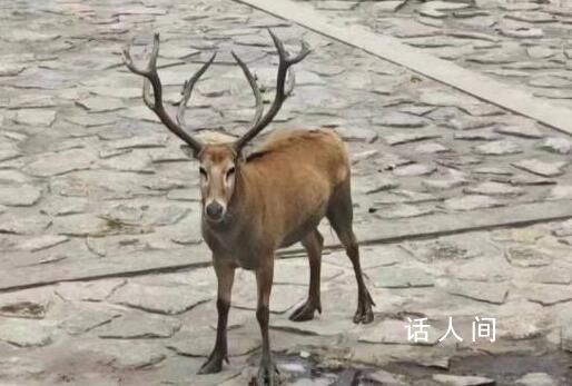 上海再現野生四不像 該動物為麋鹿