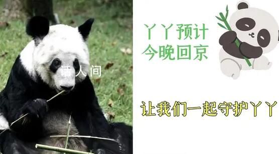 丫丫啟程回京 已離開上海動(dòng)物園前往機(jī)場