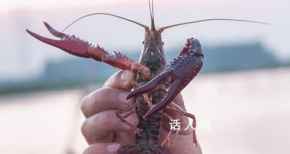 日本6月起禁止出售或放生小龍蝦 違者將面臨最高3年監禁