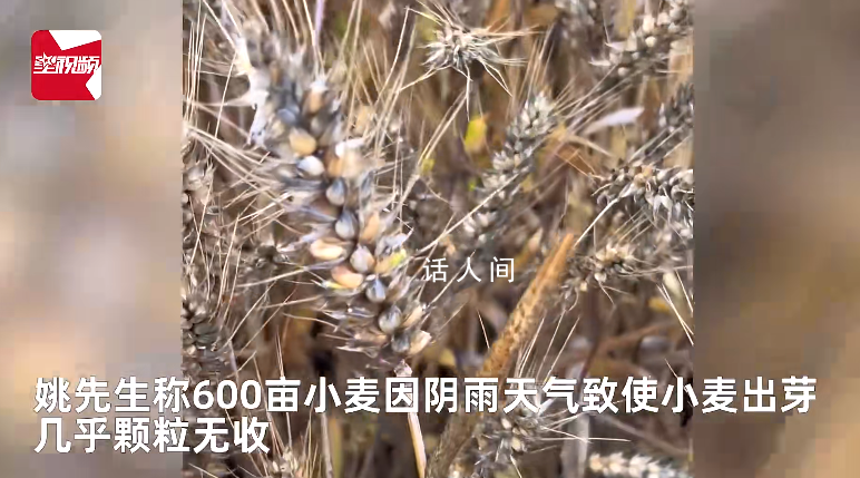 小麥因下雨發(fā)芽 農(nóng)戶哭訴損失慘重