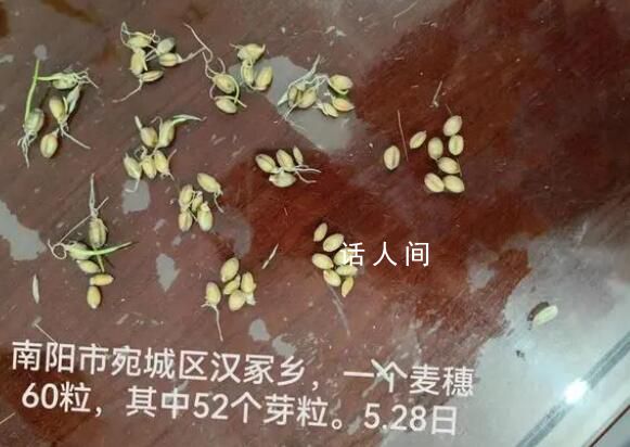 河南農(nóng)戶陷搶收之困:家里小麥全受災(zāi)