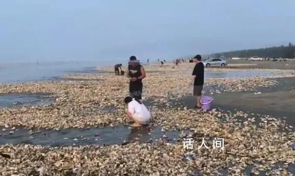 疑臺(tái)風(fēng)刮來遍地生蠔 居民撿200斤