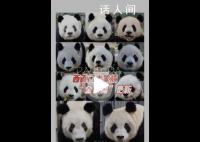 丫丫加入西直門群聊 北京動動物園共有11只熊貓在園