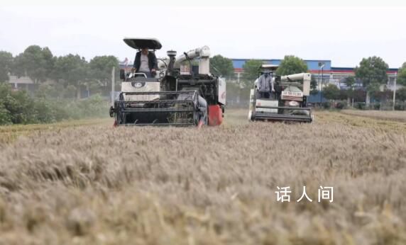 女子11萬(wàn)買收割機(jī)幫爸媽收麥子 謊稱三四萬(wàn)買的