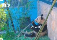 丫丫最新視頻:抓起竹子就開啃
