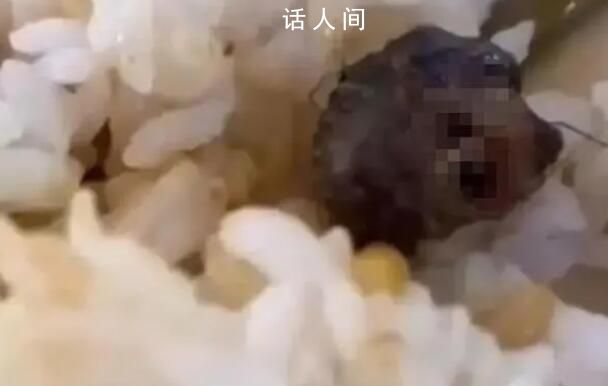 到底是鼠是鴨不應該這么難查 陷入羅生門