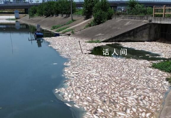 合肥一魚(yú)塘7萬(wàn)斤魚(yú)突然死亡 初判工業(yè)廢棄物污染魚(yú)塘水體