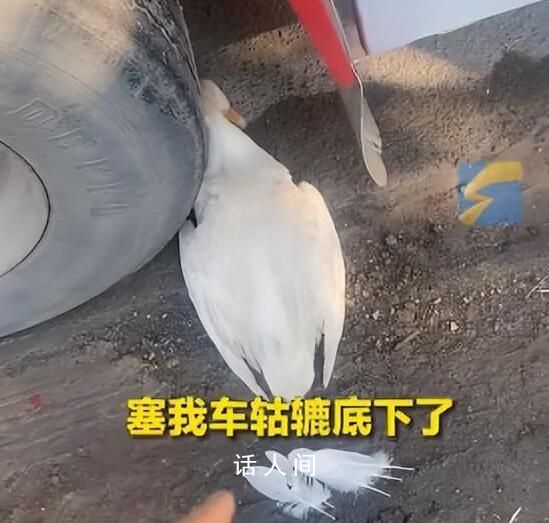老人把死鴨子塞大貨車車輪下訛司機(jī) 貨車重達(dá)50噸鴨子完好無(wú)損