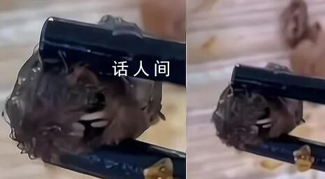 “鼠頭鴨脖”院校已刪除鴨脖聲明 鼠頭鴨脖事件調查結果公布