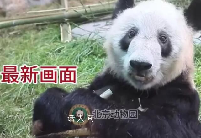 丫丫肉眼可見圓滾滾起來了 大家紛紛感嘆它越長越胖的可愛模樣