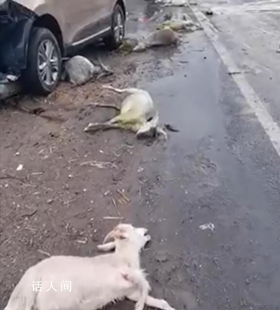 司機(jī)分神開車沖入羊群撞死20只羊 保險(xiǎn)公司已啟動(dòng)賠付程序
