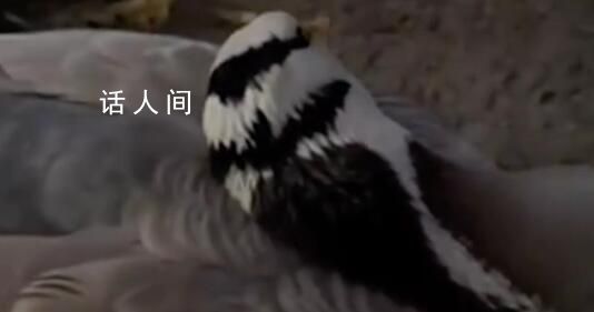 景區(qū)網(wǎng)紅大雁被游客踢中要害離世 引起了眾多網(wǎng)友的討論