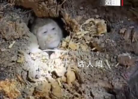小猴子意外被困樹洞 網友：大圣是你嗎