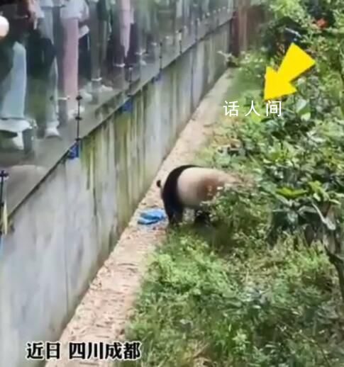大熊貓撿到游客的傘還給撐開了 萬幸的是傘被及時打撈上來