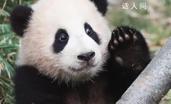 上萬(wàn)韓國(guó)人競(jìng)聘福寶一日飼養(yǎng)員助理 申請(qǐng)者多達(dá)13620人