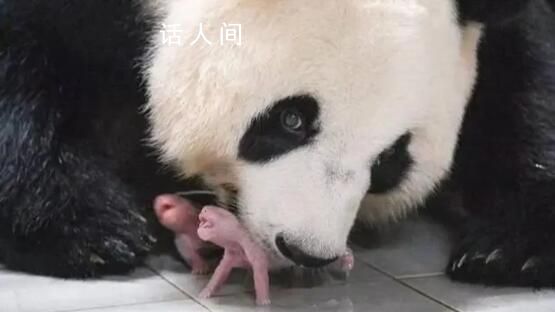 旅韓大熊貓愛寶誕下雙胞胎 這是今年在海外出生的首對大熊貓幼崽