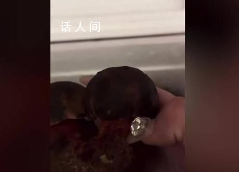 女子切野生菌時嗦手指致中毒 目前已恢復(fù)健康