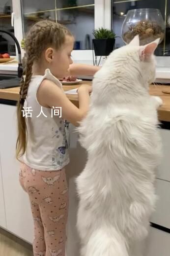 俄羅斯一只貓和4歲兒童一樣高 有望打破一項世界紀錄