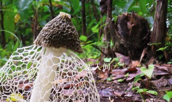男子采菌子被截胡 狗 你不踩我踩了
