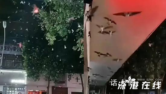 山東地震河南燕子滿天飛?地震局回應(yīng)