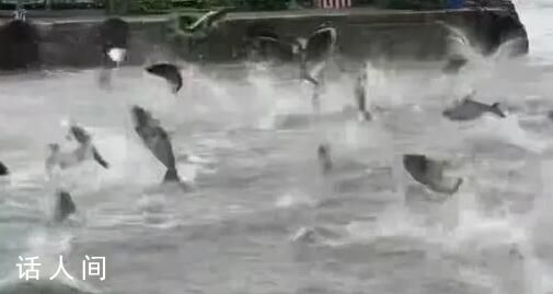 昆明滇池大面積魚群跳躍 多方回應