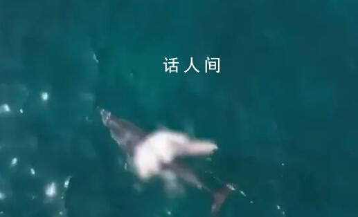 韓國濟州島海域現死亡海豚幼崽 尸體腐爛發白