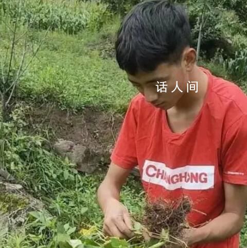 木乃約熱高考分是多少 木乃約熱多少分