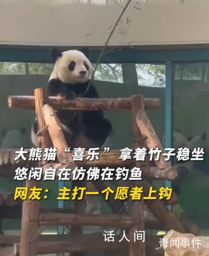 大熊貓拿著竹子仿佛在釣魚 網(wǎng)友：又整活了
