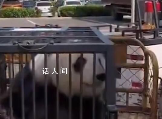 大熊貓美生返鄉被直播博主攔車截停 已經算是一種違法的行為了