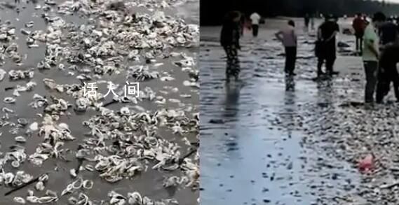 臺(tái)風(fēng)蘇拉過(guò)境廣東海灘現(xiàn)大量海鮮 吸引來(lái)周邊市民群眾上演趕海潮