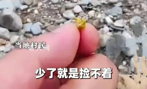 洪水過后出現(xiàn)碎金 村民河道撈金