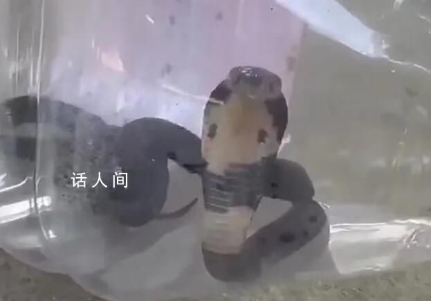 村莊出現上千條眼鏡蛇?當地回應