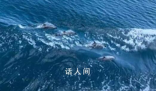 海警巡邏偶遇海豚好壯觀 隨即降低艦艇航速并為海豚群護(hù)航