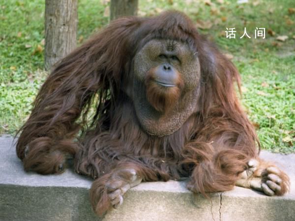 上海動物園45歲猩猩森泰離世 死因初步判斷老年多臟器衰竭