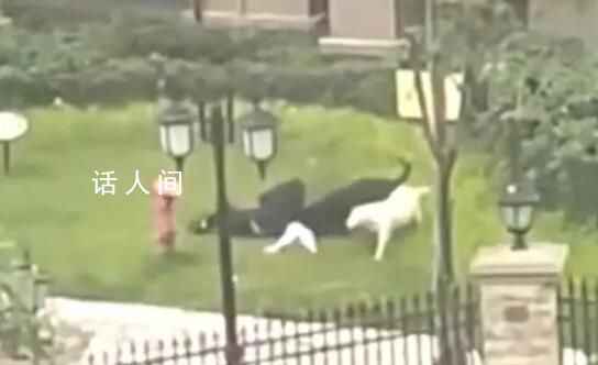 被狗咬傷女童母親:咬人黑狗已找到