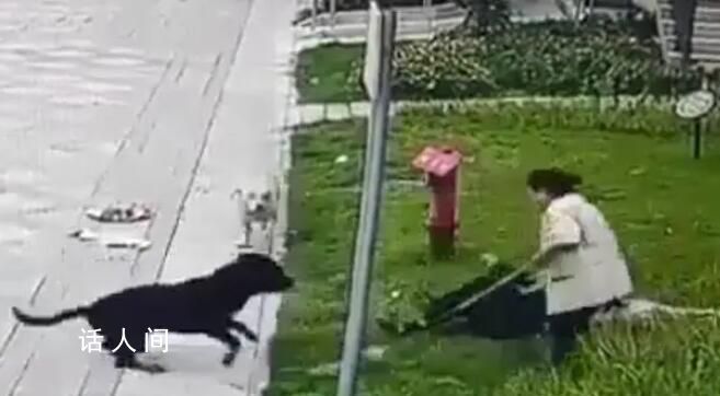 中國最大羅威納犬舍遭網(wǎng)友攻擊 賣了十多年沒一只咬人