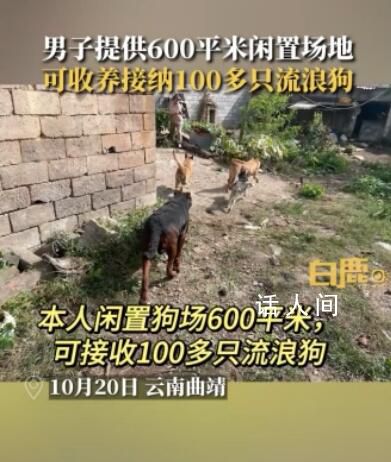 男子提供600平閑置地收養(yǎng)流浪狗 可養(yǎng)100多只