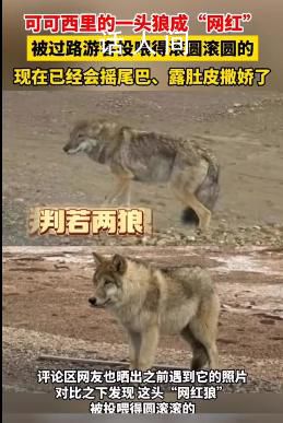可可西里一頭狼被投喂變胖成網(wǎng)紅 隨意投喂可能好心辦壞事