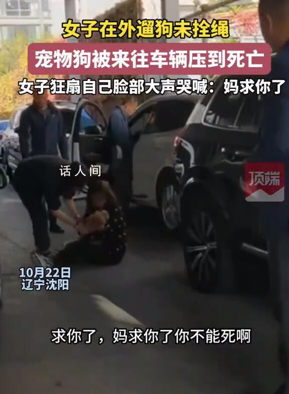 未拴繩的狗被車壓死 主人扇臉大哭