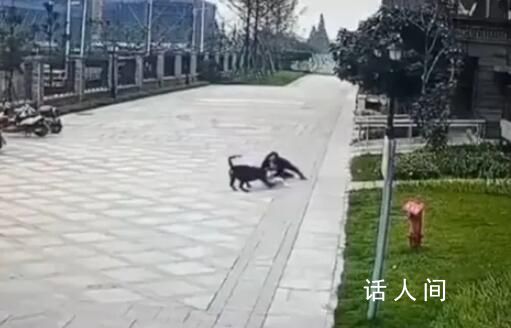 成都被狗咬女童右腎已保住 病情平穩(wěn)