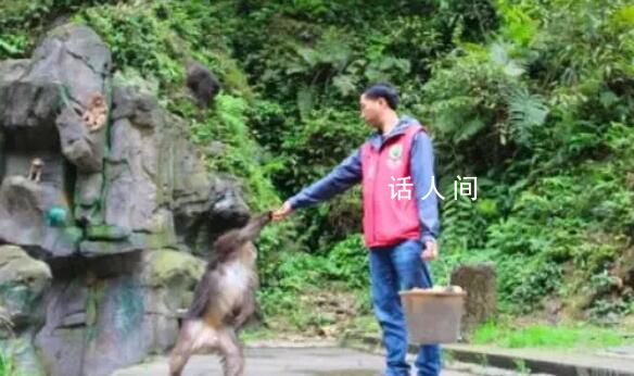 峨眉山招聘猴群管理員 網友：這15個猴官肩上的擔子不輕