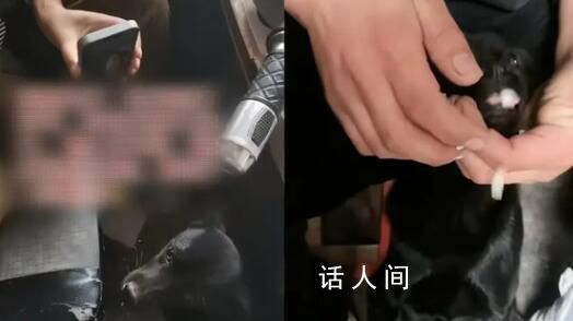 主人外出打工 狗子連續(xù)絕食7天