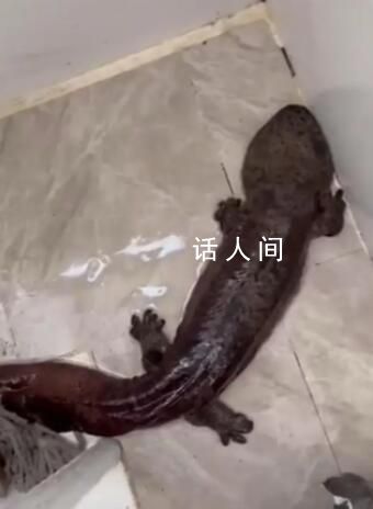 男子幫業(yè)主疏通管道掏出娃娃魚 網(wǎng)友：太離譜了